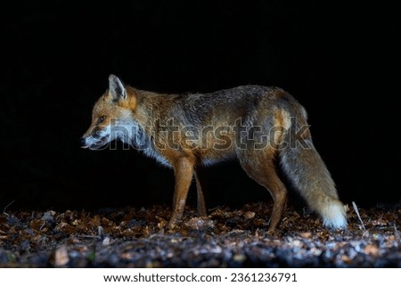 A single male Fox on the forest floor in a Scottish woodland, Scotland