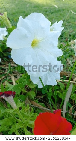 white flower in the green garden closeup picture