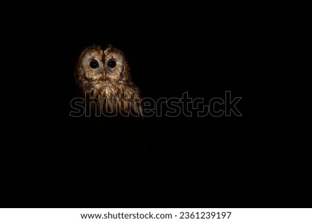 A Tawny Owl in a woodland setting at night, in a Scottish woodland, Scotland