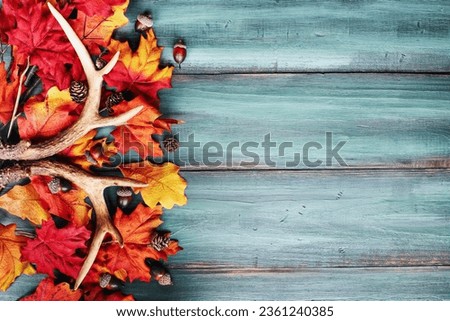 Real white tail deer antlers over a rustic wooden table with colorful autumn fall leaves. These are used by hunters when hunting to rattle in other large bucks. Free space for text. Top view.