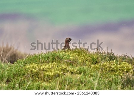 Red Grouse over the Yorkshire Moorland, found in the North Yorkshire Moors, England