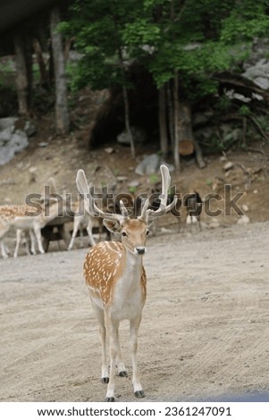 Look at the beautiful deer posing for a picture