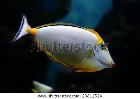 Tropical fish Naso elegans (Indian Ocean) Orange-dorsal