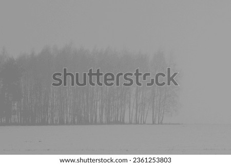 Black forest in white winter