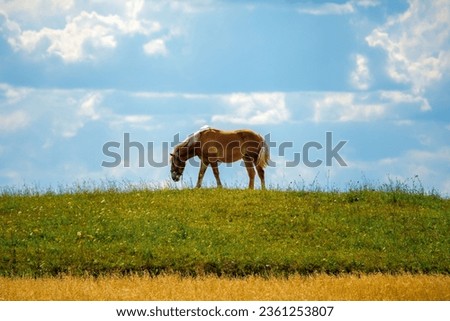Beautiful as a painted brown horse in a meadow with a heavenly background