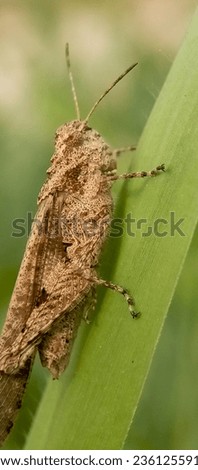 gray grasshoppers perched on leaves