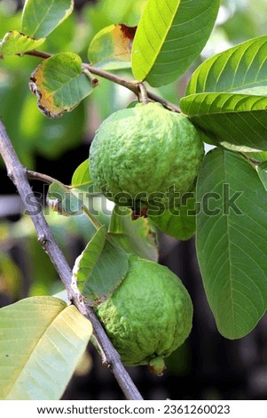 Guava fruits hanging on a branch with green leaves background 
