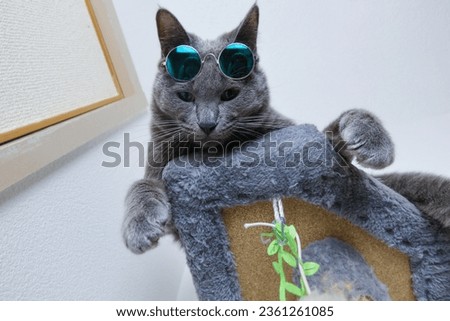 Gray cat with glasses on its forehead looking down from the cat tree