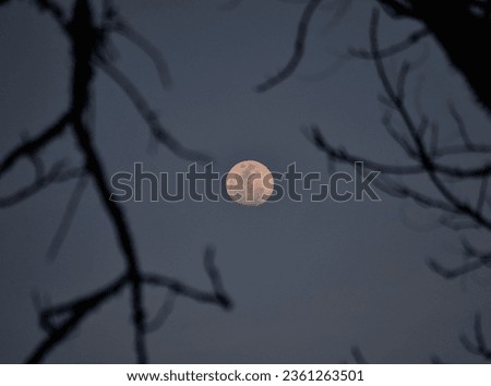 pictures of the moon with branches