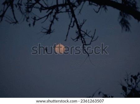pictures of the moon with branches