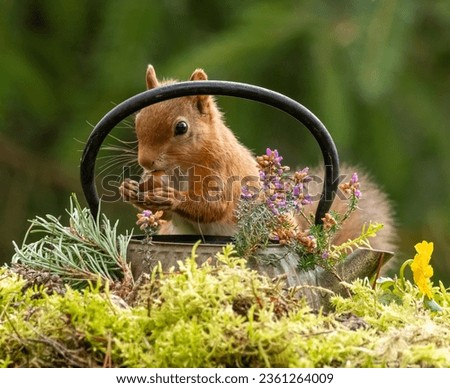 Cute and curious little scottish red squirrel investigating an antique brass teapot in the woodland with scottish purple heather and natural green forest background