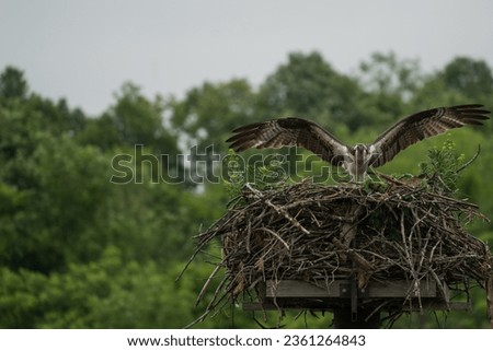 Osprey perched in nest with wings spread. Taken in early summer at the Iroquois Locks in Ontario, Canada.