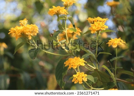 Abronia latifolia (Yellow Sand Verbena) is a trailing perennial forming a succulent mat of fleshy, oval to rounded leaves. In late spring to late summer, showy snowballs packed with small, fragrant, 