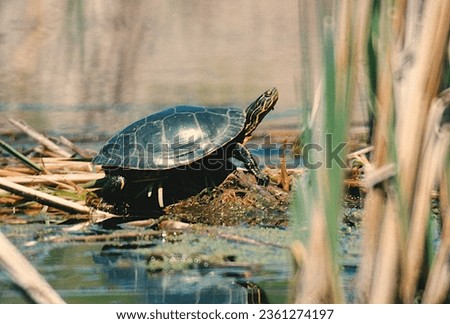 A painted turtle working on his tan Royalty-Free Stock Photo #2361274197