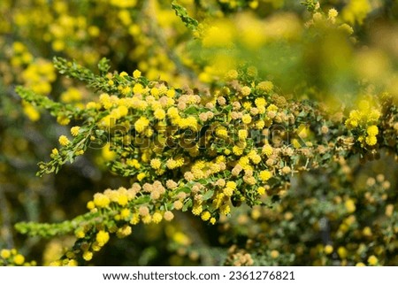 Closeup of yellow blooming of Kangaroo Thorn flower (Acacia paradoxa) in natural habitat