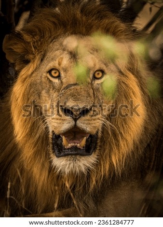 Portrait picture for lion in Masai Mara