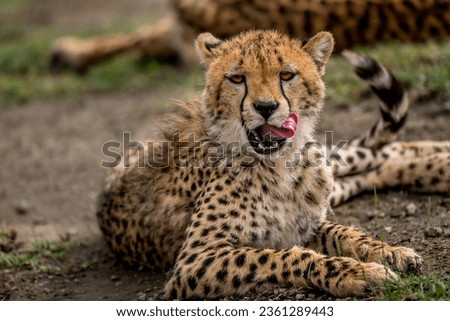 Portrait picture in Tanzania for cheetah