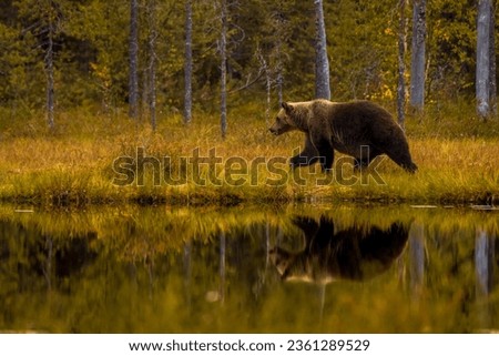 Picture in Finland for brown bear