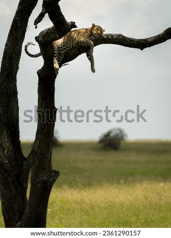 Picture in Tanzania for leopard sleeping on the tree