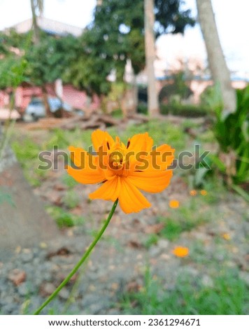 Flower consists of a floral axis upon which are borne the essential organs of reproduction Royalty-Free Stock Photo #2361294671