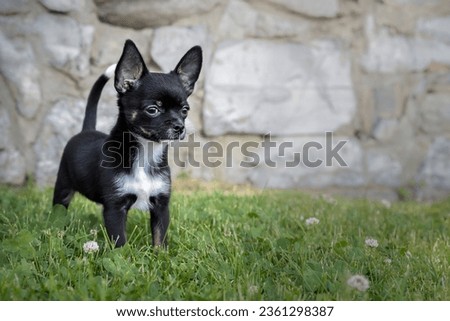 chihuahua puppy in the garden on a background of stone wall