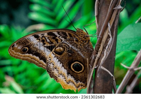 Giant Owl Butterfly perched on a branch in the summertime. Photo taken in a butterfly house in Michigan.