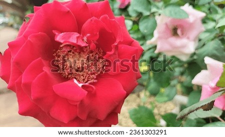 Roses are believed to be a symbol of love, affection, sincerity, purity of heart, loyalty, appreciation and sympathy as an expression of feelings you want to convey to other people.