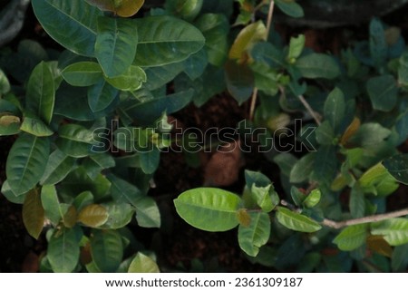 a picture of green leaves at the street, suitable for background.