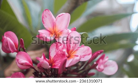 frangipani flowers are pink, yellow. can be used for health