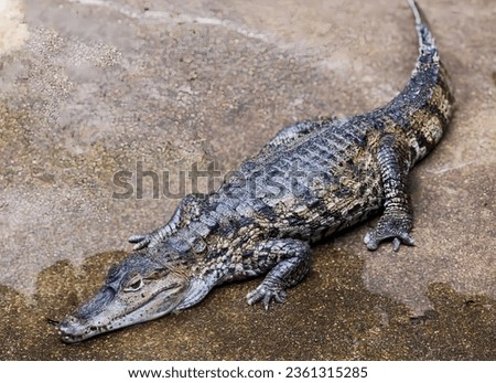a photography of a large alligator laying on a rock, crocodylus niloticus, a large crocodile with a long snout.