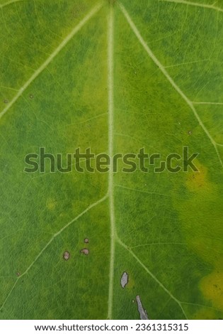 a photography of a green leaf with a white spot on it, snail on a leaf with a hole in the middle.