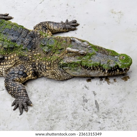 a photography of a large alligator laying on a cement surface, crocodylus niloticuse, a large crocodile with a green head.