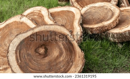 a pile of Tectona grandis or teak tree pieces with a brown circle pattern in the center
