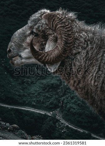 Himalayan Sheep   portrait picture from Himachal news 