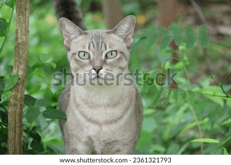 Pictures of cute Thai cats, cat pictures, beautiful cat eyes, can choose focus.
