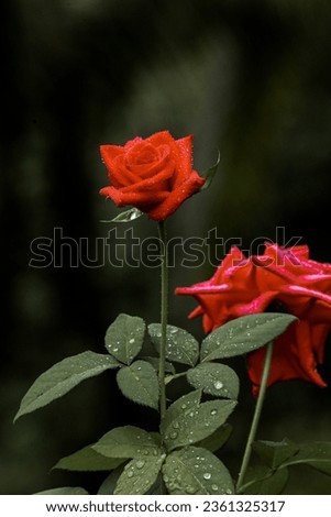 red roses in the rainy season. water droplets are visible.