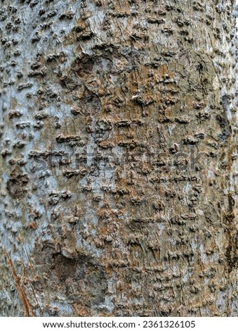 background, bark, forest wood pattern
