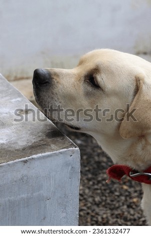 labour dog photos face  kerala