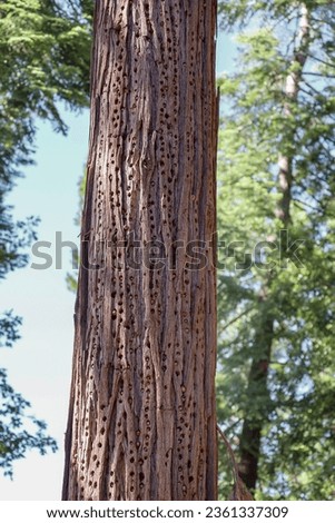 A tree trunk Granary of acorn woodpecker at Palomar Mountain State Park in southern California.