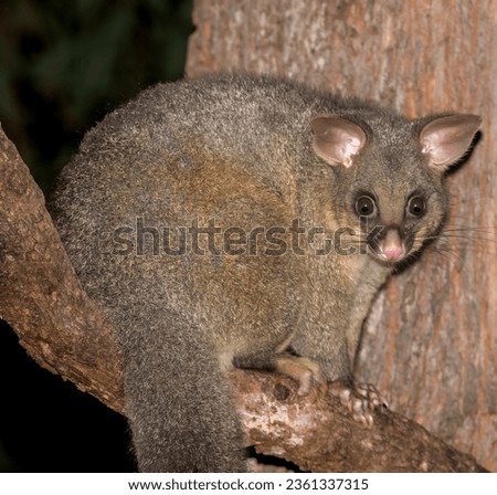 A Brush-tailed Possum in a eucalypt tree at night