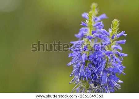 Blue Wulfenia flower with seeds. Blue flowers on a stem. Soft selective focus