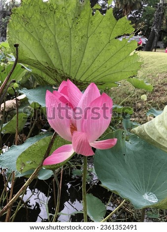 Pink lotus Flower blooming : I captured this picture after rain