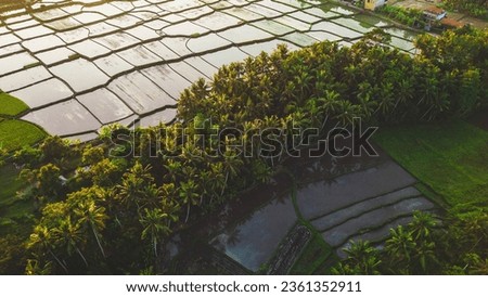 bird eye view of rice fields flooded with Palm trees in the field - Ubud, Bali - Indonesia