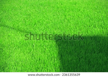 Green grass for the landscape. Sports lawn.plants, a football field, pastures.Landscape design concept and background.For the designer.Close-up