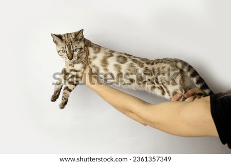 Close up of female hands holding 
 yang cat. Woman holding  Bengal cat in hands. Spotted kitten have blue eyes