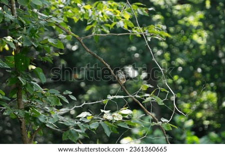 Baby Bluebird sitting on a tree branch 