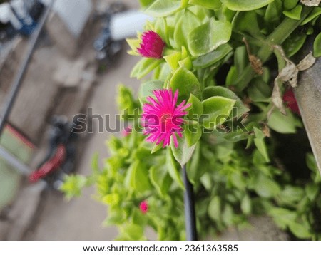 Nature photo  wildlife photography nature love photography of flowers 