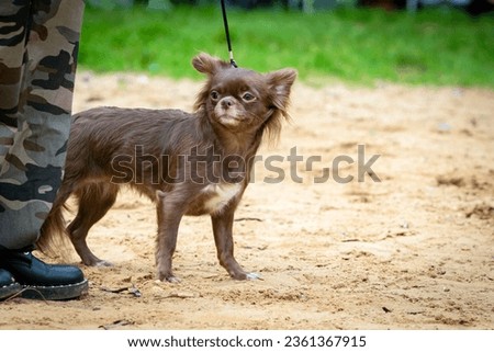 Chihuahua dog Close-up. Dog show.