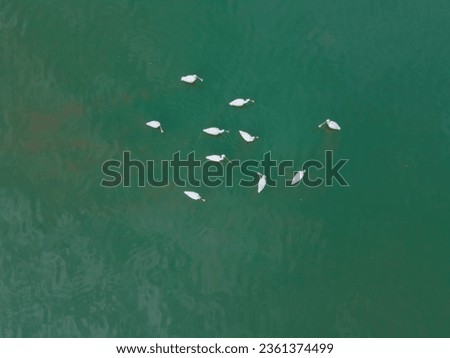 drone shot aerial view top angle beautiful natural scenery photo of bird sanctuary pelicans painted storks herons ibis spoonbilled beak waterbirds migratory avians small chicks wildlife photography 