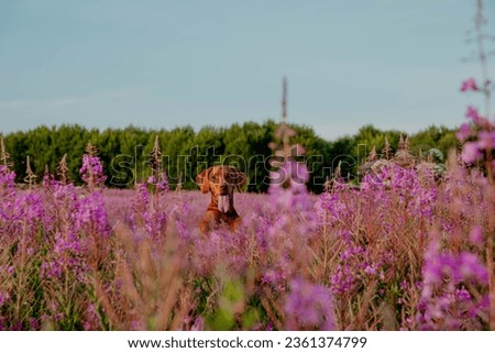 Red dog with tongue sticking out in a lilac flower field.